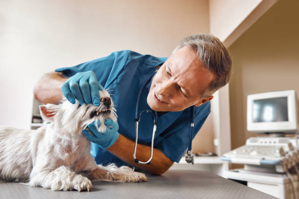 Best Emergency Root Canal Treatment in Irwin, PA